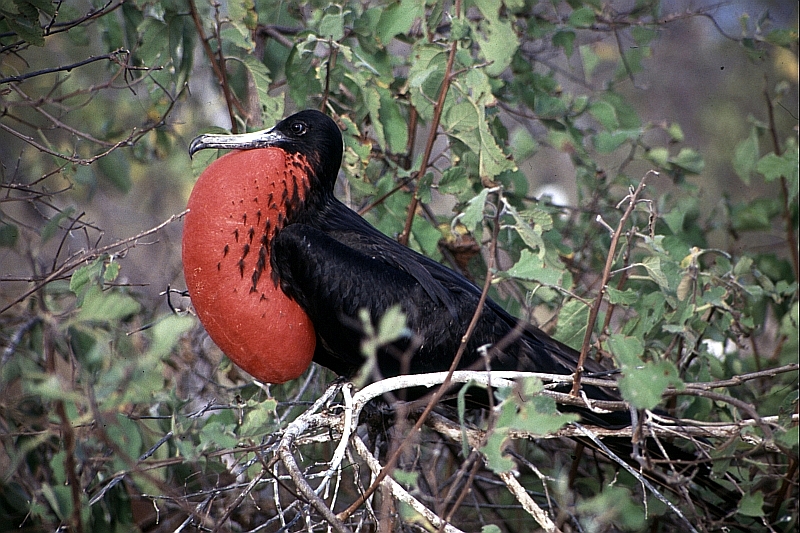 Binden-Fregattvogel - Galapagos